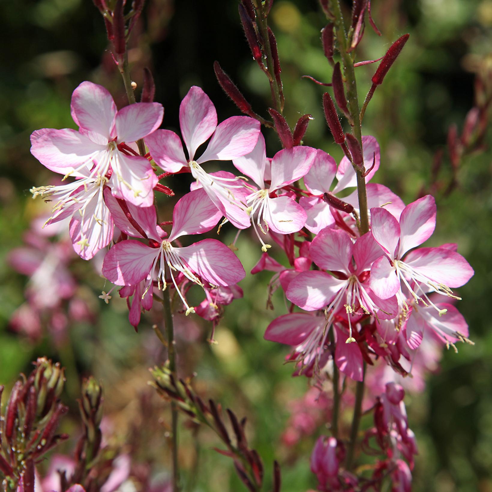 Gaura lindheimeri Rosy Jane - Nouvelle obtention aux innombrables ...