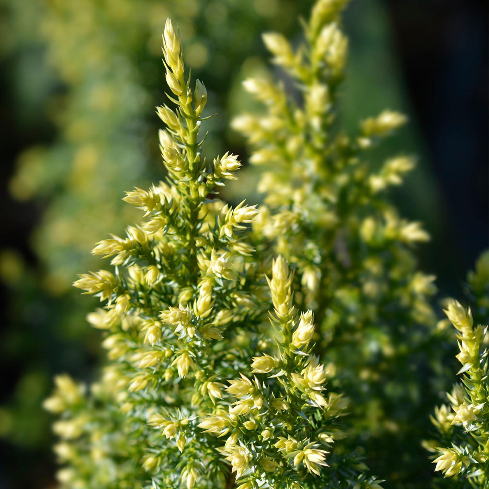 Juniperus pingii Hulsdonk Yellow - Conifère nain à feuillage jaune