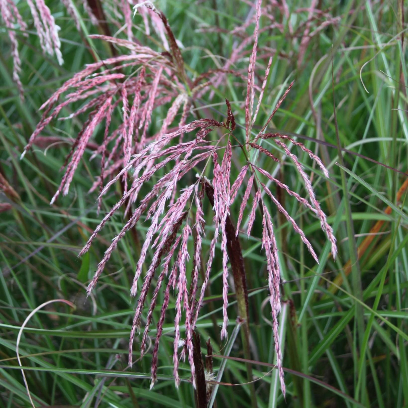 Miscanthus Sinensis Kaskade - Roseau De Chine, Graminée Vivace à ...