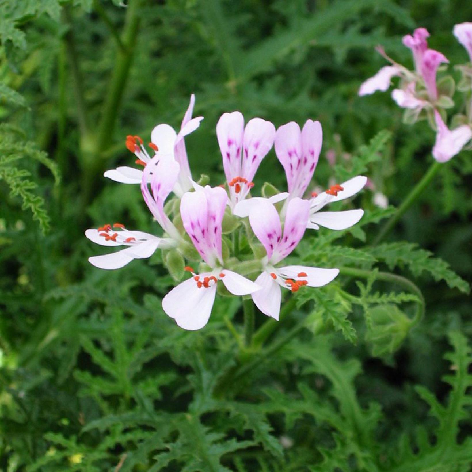 Pelargonium Candy Dancer - Géranium Parfum Rose Citron Et Petites ...