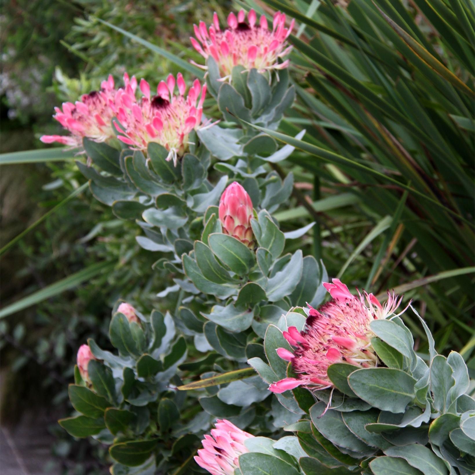 Protea eximia - Protée arbustive sud africaine à larges feuilles et ...