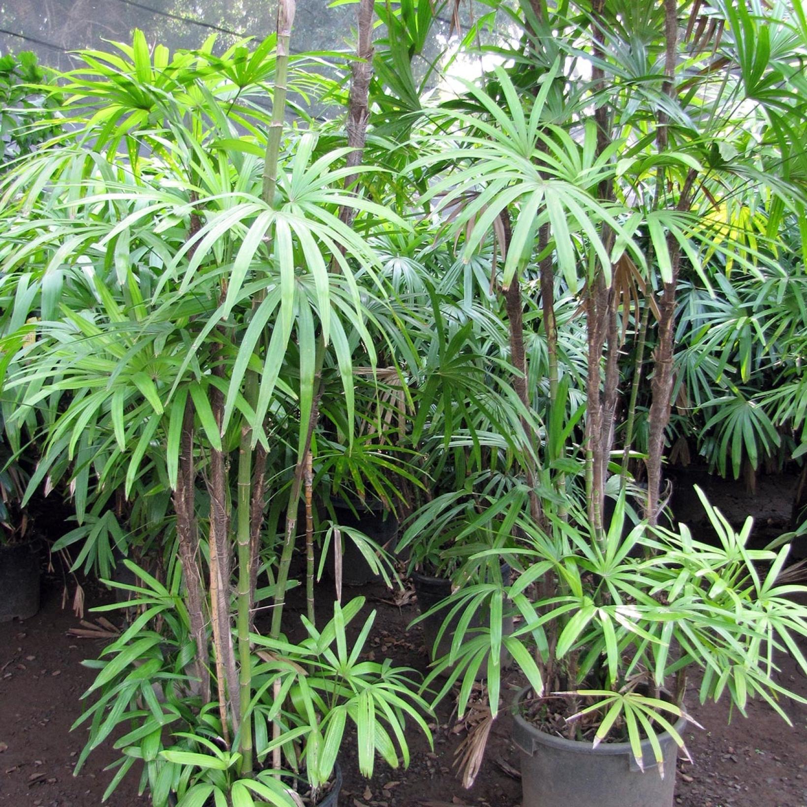 Rhapis excelsa Palmier bambou espèce de petite taille