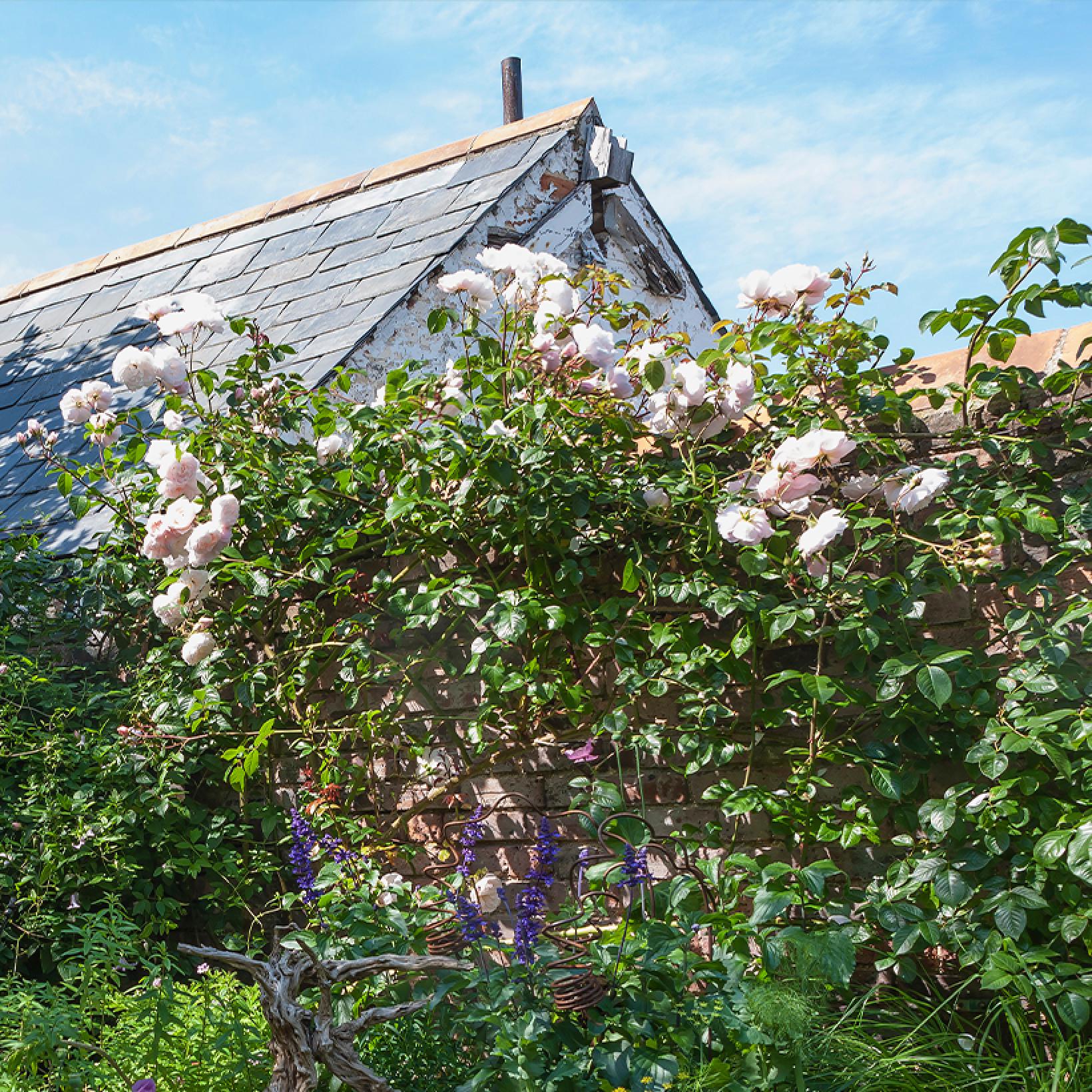 Rosier The Generous Gardener Ausdrawn Rosier grimpant David Austin à fleurs doubles blanc rosé