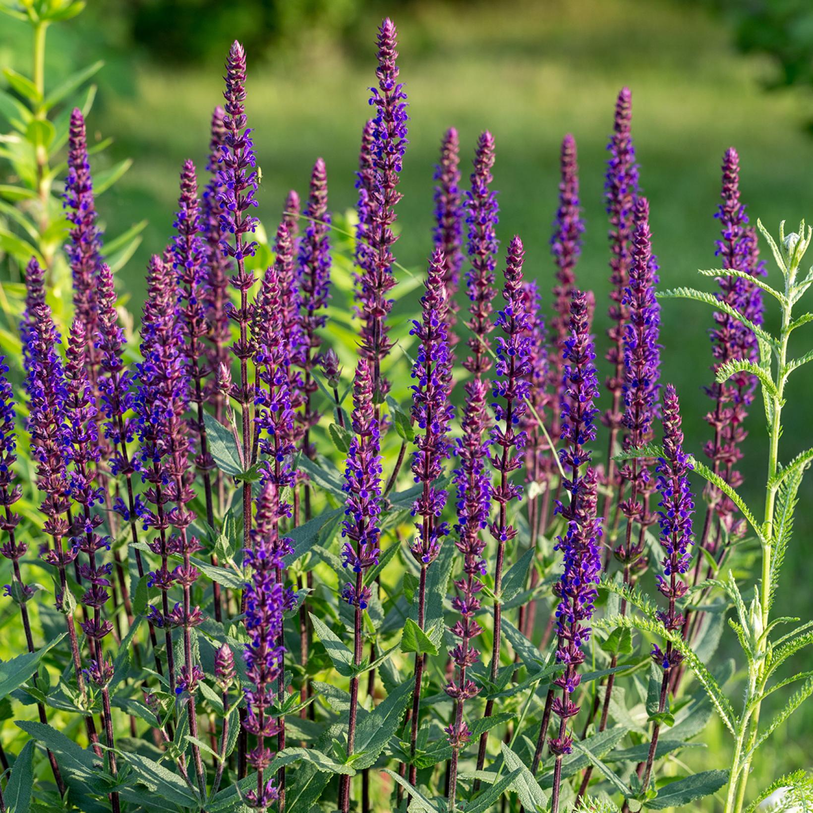 Salvia nemorosa Caradonna Compact - Sauge vivace compacte aux fleurs ...