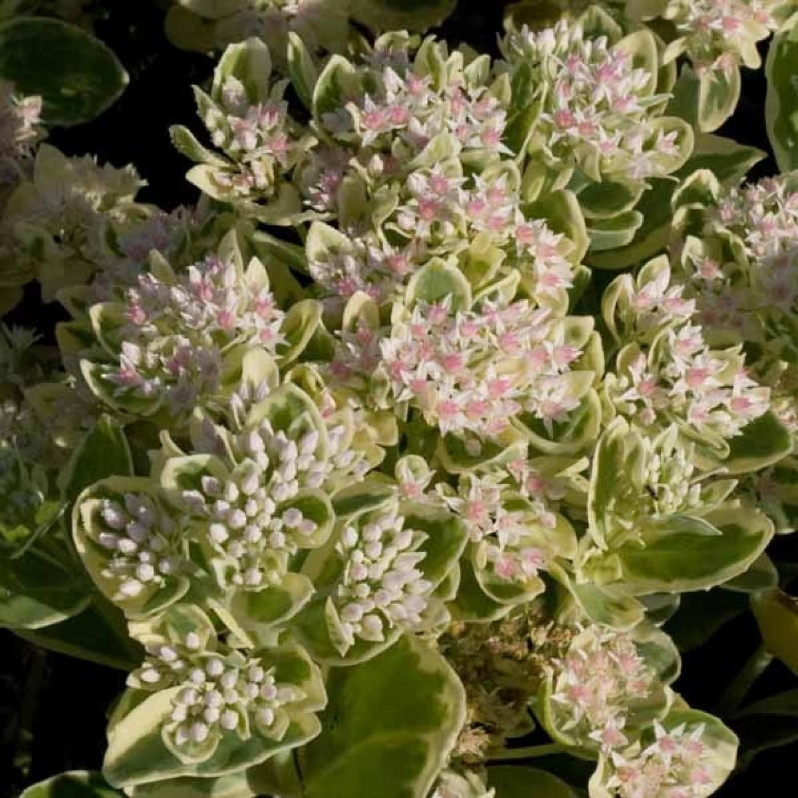 Frosty morn sedum plant