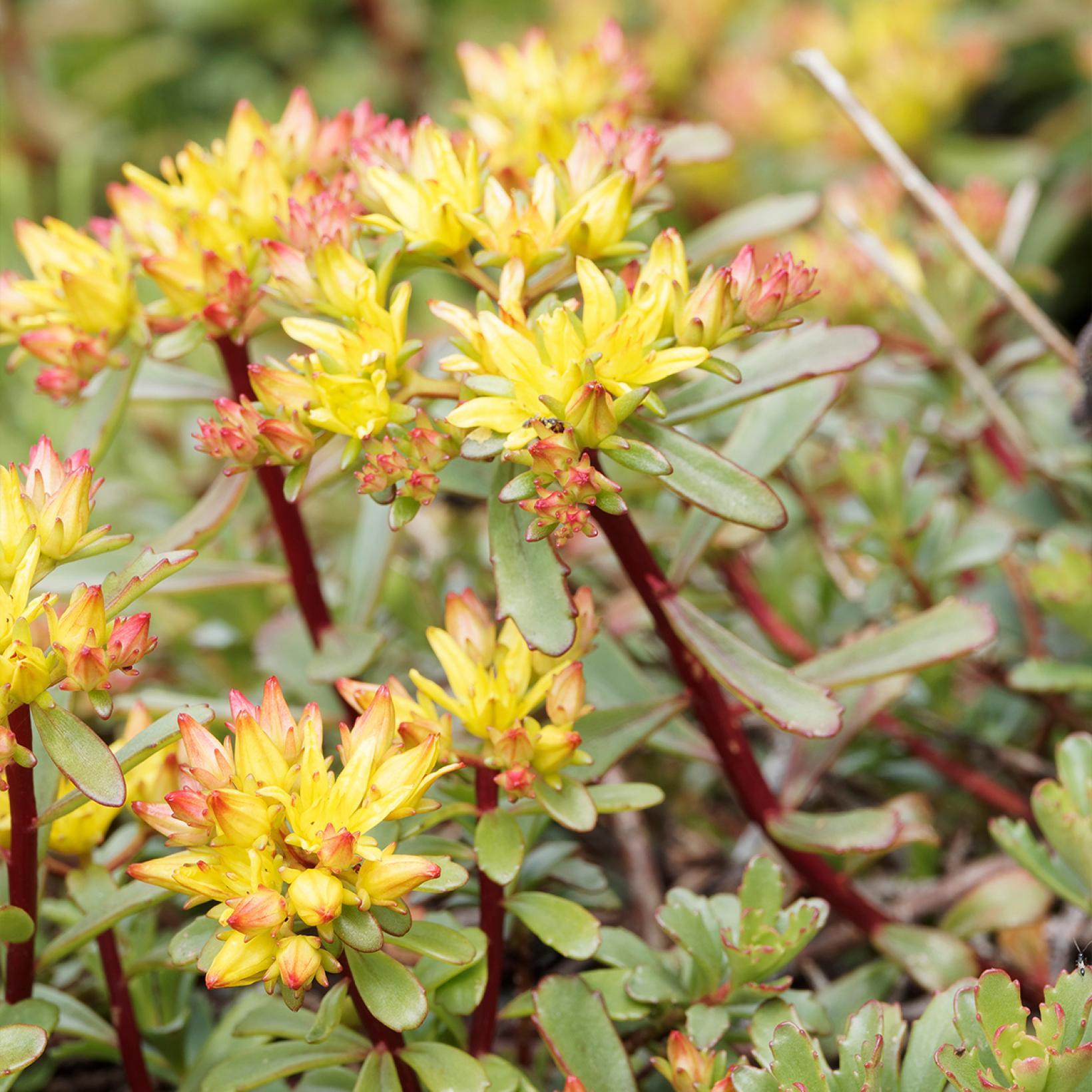 Sedum Floriferum Weihenstephaner Gold Orpin Vivace Couvre Sol De