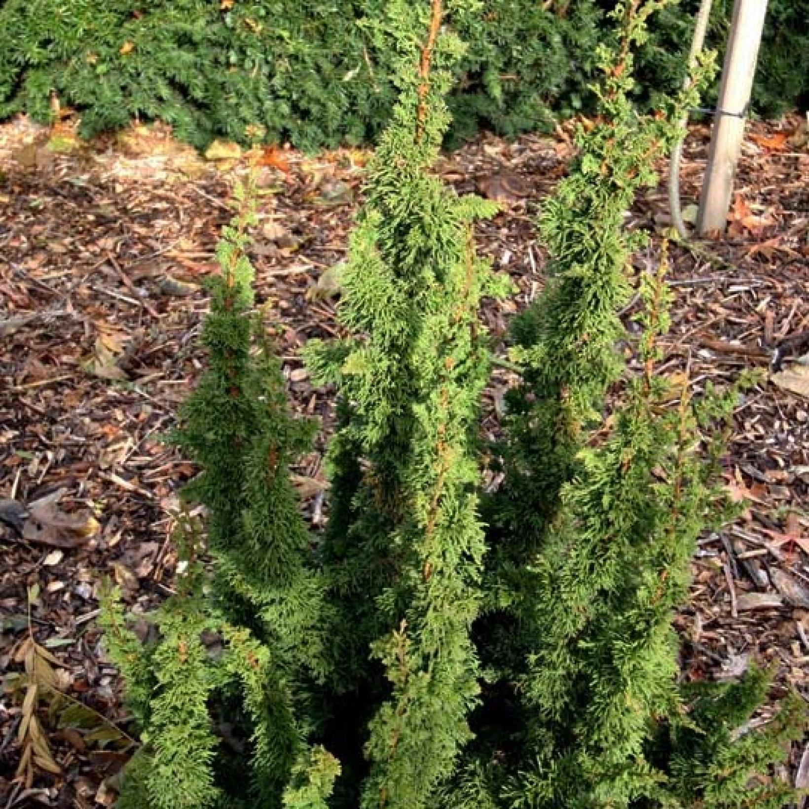 Thuja occidentalis Malonyana Holub - Thuya nain vert à port en candélabre