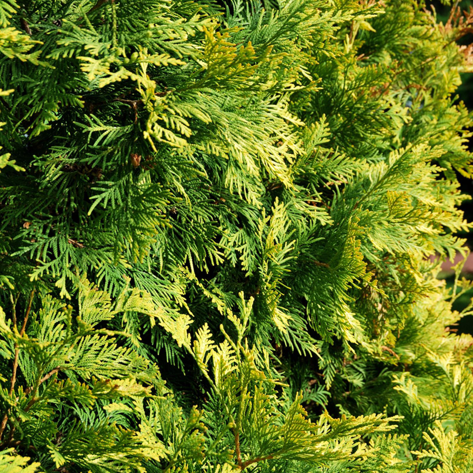 Thuja Occidentalis Golden Smaragd Thuya Doré Nain Pyramidal Au