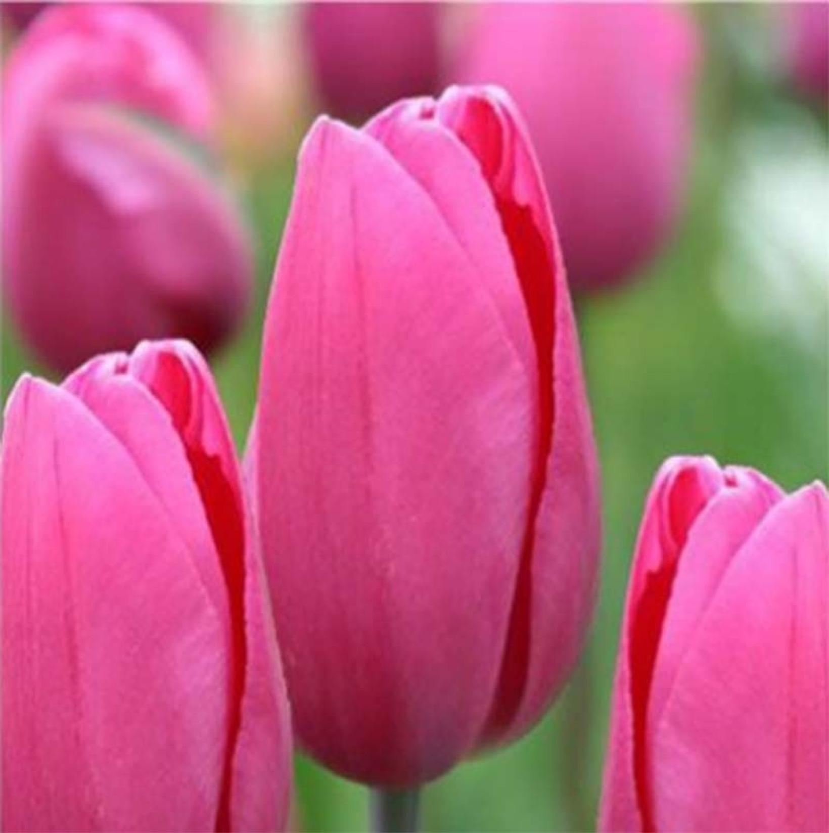 Tulipe Triomphe Pink Proud Bulbe Aux Fleurs Rose Magenta Rouge Intense