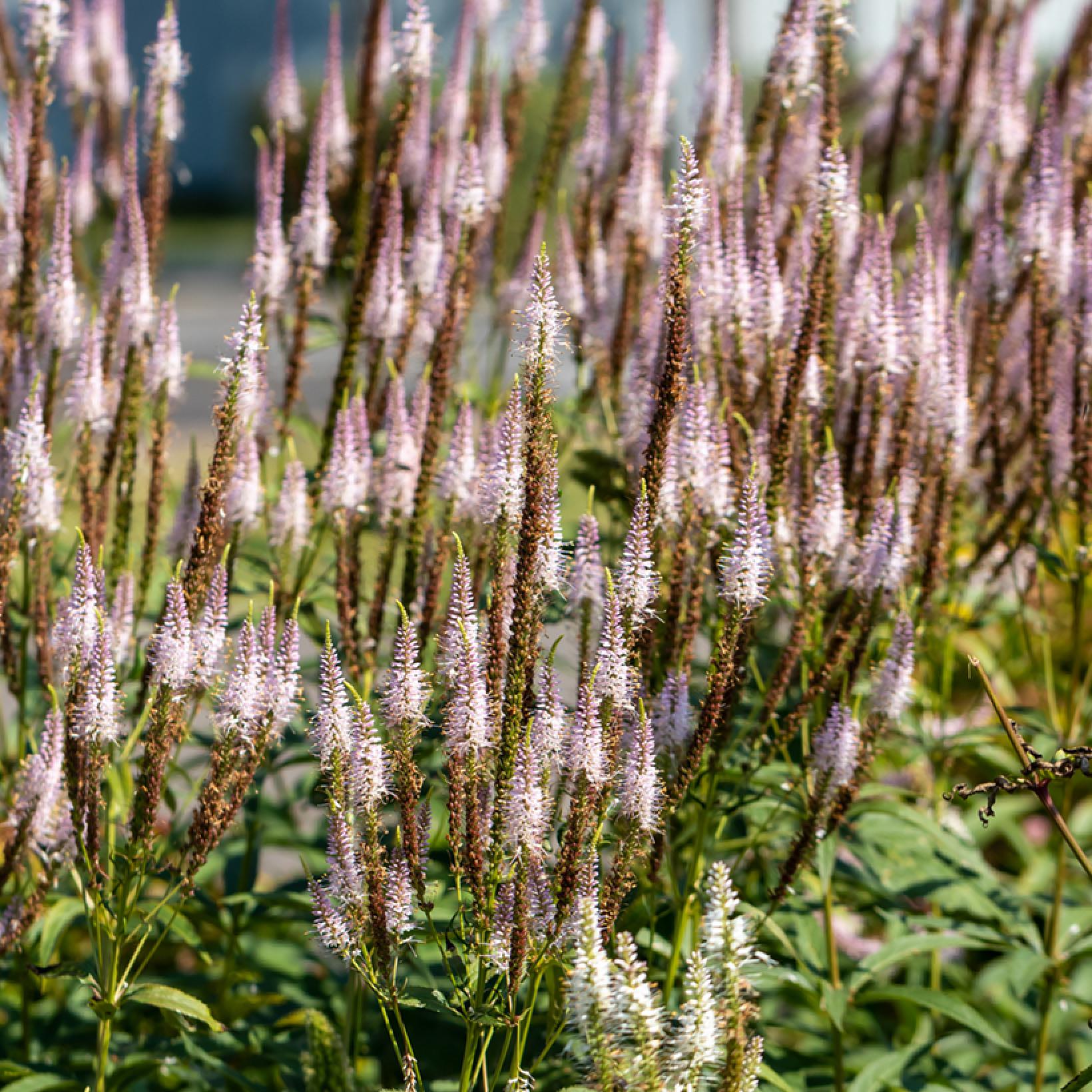 Veronicastrum Virginicum Kleine Erika V Ronique De Virginie Compacte