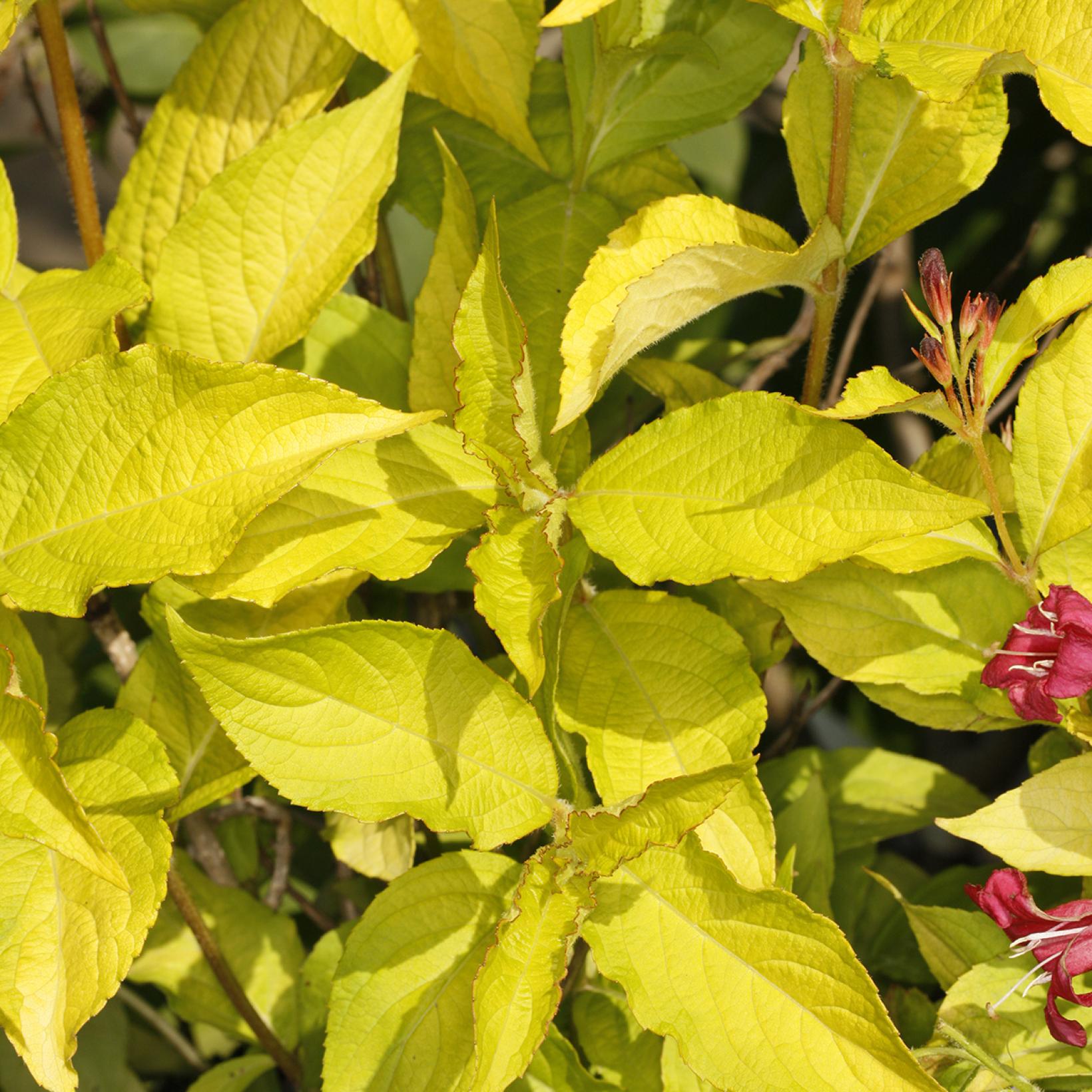 Weigela Briant Rubidor Olympiade - variété à feuillage jaune vif et à ...