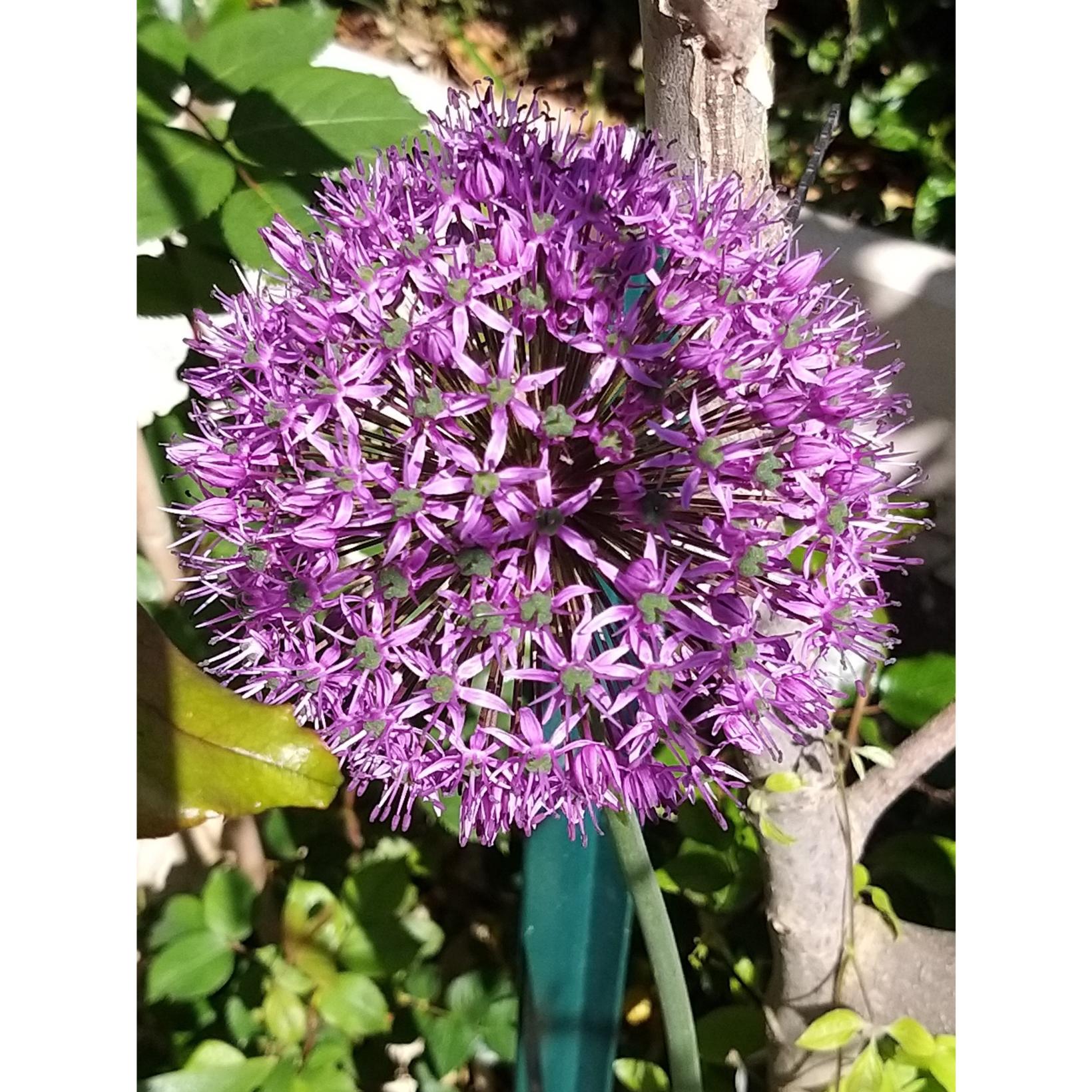 Allium Rosenbachianum Ail D Ornement Aux Ombelles Rose Mauve