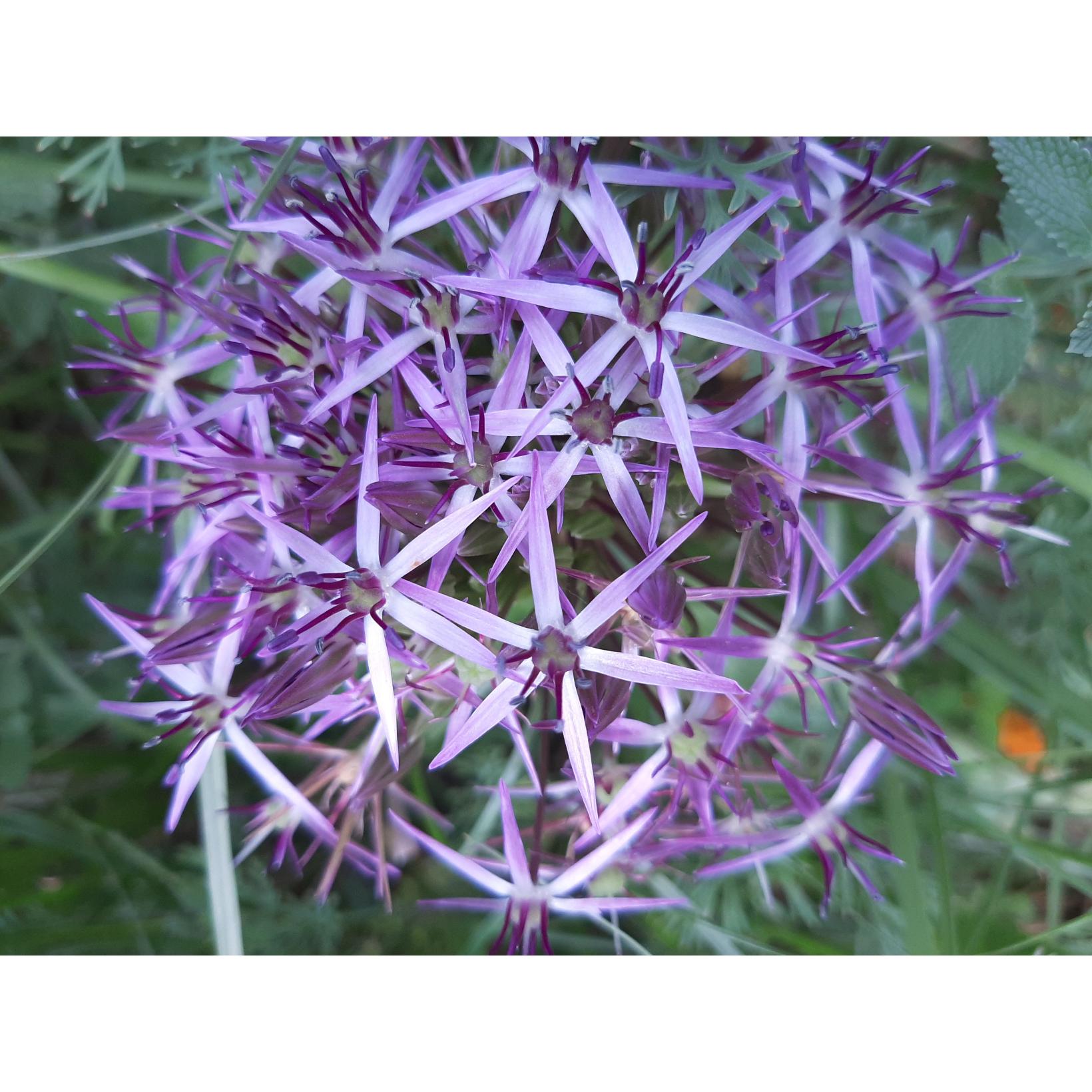 Ail D Ornement Etoile De Perse Allium Christophii Ou Albopilosum