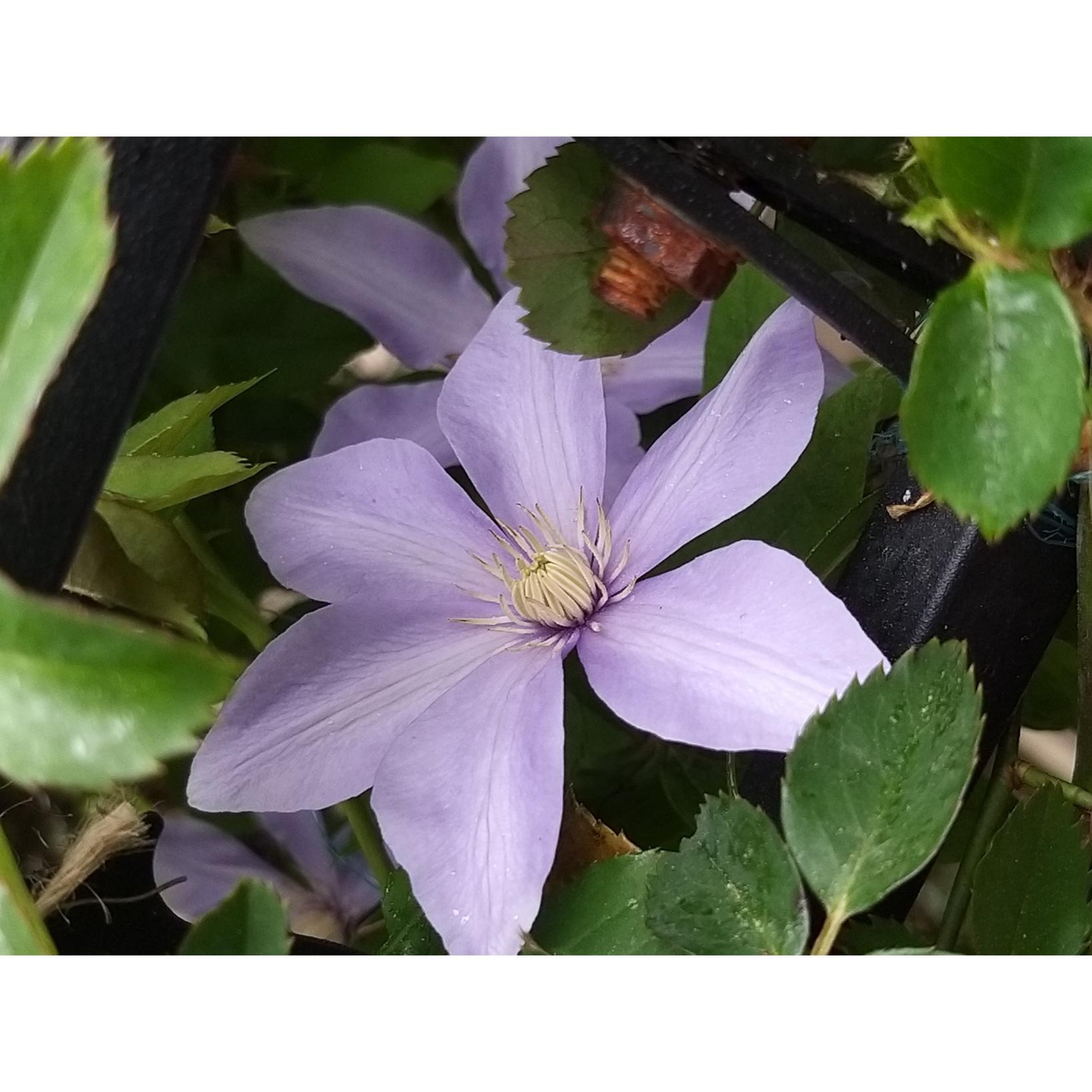 Clématite Sugar Sweet Clematis à Fleurs étoilées Bleu Lilas Argenté