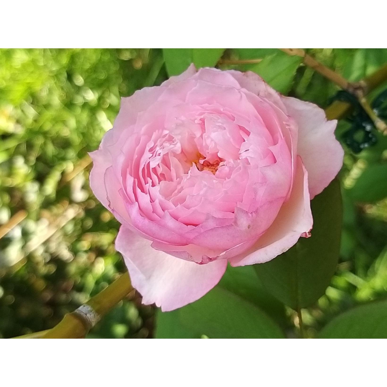 Rosa The Mill On The Floss Austulliver Rose Anglaise David Austin à