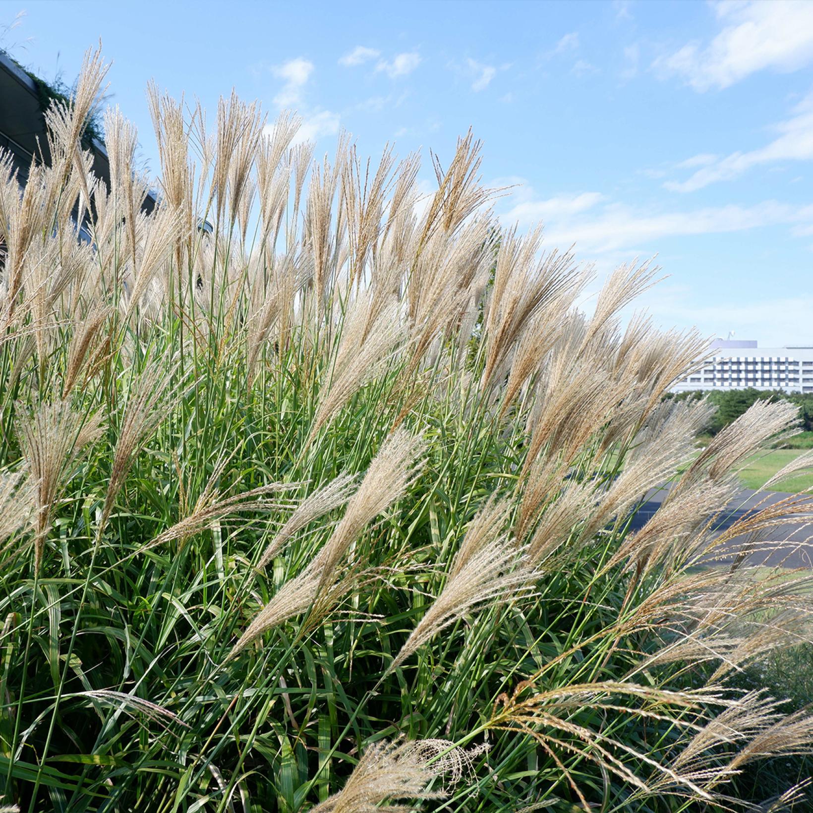 Miscanthus floridulus - Roseau de Chine - Eulalie, graminée gigantesque