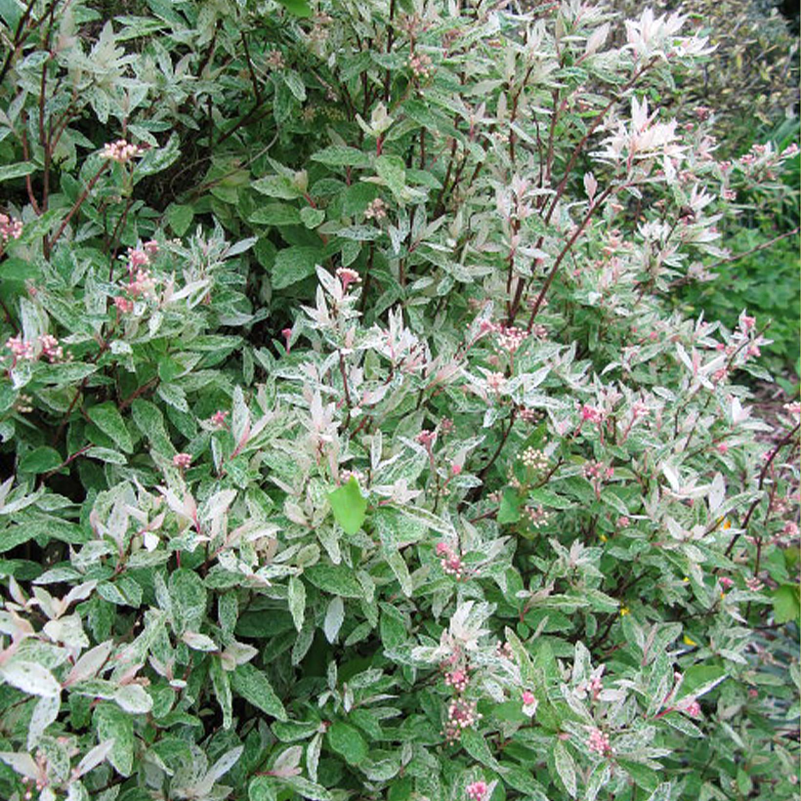 Spiraea x vanhouttei Pink Ice Catpan - Spirée de Van Houtte panachée