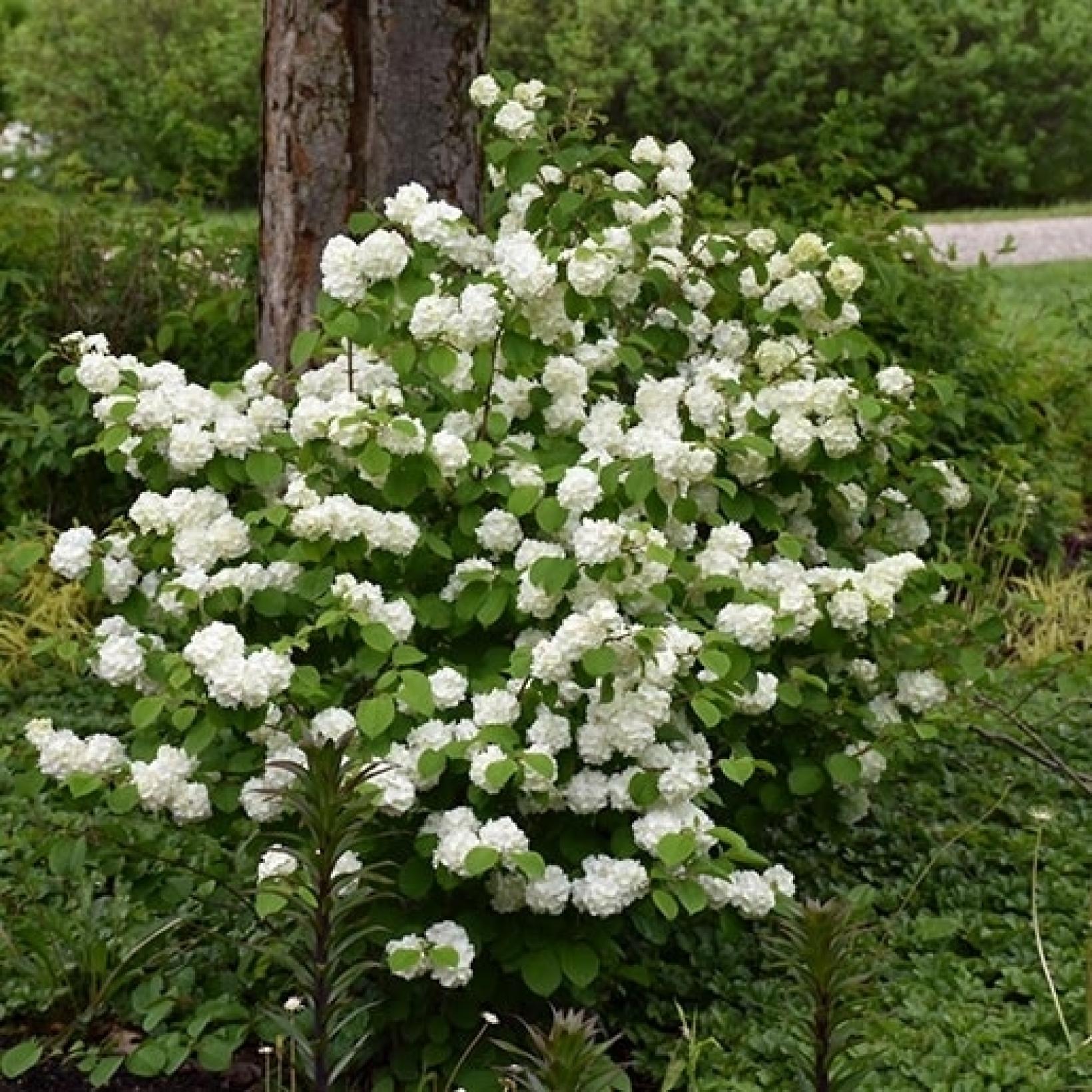 Viburnum Plicatum Opening Day Viorne De Chine Grosses   Viburnum Plicatum Opening Day 87408 2 