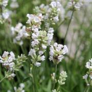 Lavande, En Pot Et Au Jardin : Planter, Cultiver, Tailler