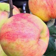 Pommier Calville Blanche Dhiver Malus Domestica Vari T Ancienne Grosses Pommes