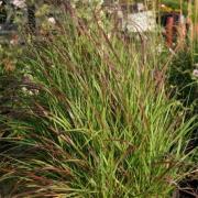 Panicum : Planter, Cultiver, Diviser Et Entretenir - Promesse De Fleurs