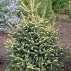 Abies Koreana Kohout's Icebreaker - Sapin De Corée Nain Au Jeunes ...