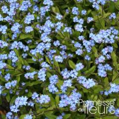 Myosotis Herbe d amour Ne m oubliez pas Plante herbacée très