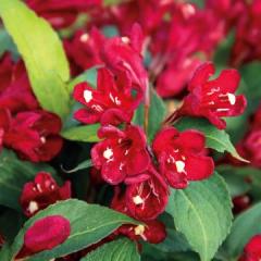 Weigela Picobella Bianco - Weigélia Nain à Floraison Blanche Remontante