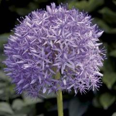 Ail D Ornement G Ant Allium Giganteum Aux Boules De Fleurs Lilas