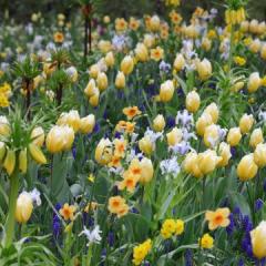 Vente De Plus De 350 Variétés De Bulbes De Tulipes Pour Votre Jardin.