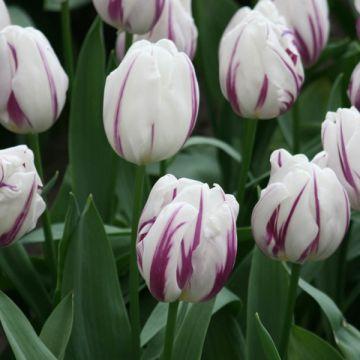 Tulipe Triomphe Attila Bulbe Aux Fleurs Violettes Virant Au Pourpre