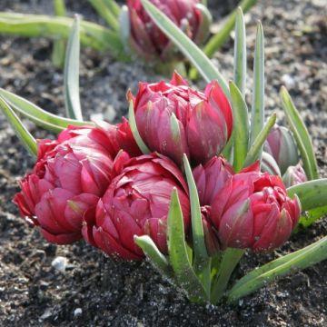 70 Variétés De Bulbes De Tulipes à Fleurs Doubles, à Fleurs De Pivoine ...