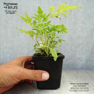 Artemisia lactiflora – Armoise à fleurs plumeuses sur feuillage découpé