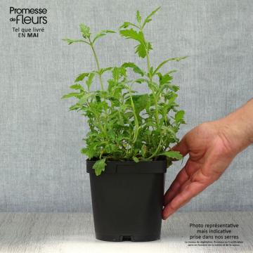 Verveine officinale - Verbena officinalis - Une plante aux nombreux ...