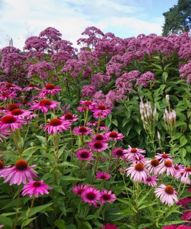 Toute Notre Collection De Plantes Vivaces ! 1500 Variétés Sélectionnées,