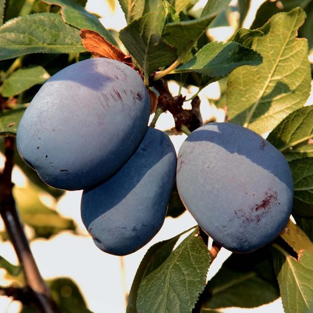 Prunier Mr Hâtif Issu De L'agriculture Biologique Scion - Prunus Domestica