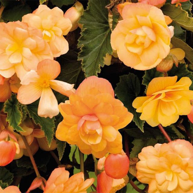 Bégonia Retombant Illumination® Tons Abricot - Begonia Pendula.