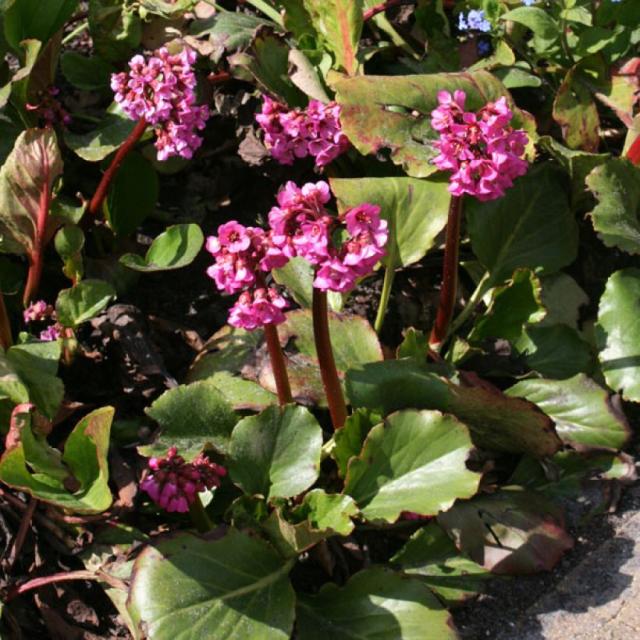 Bergenia Abendglut – Un bel hybride à feuilles teintées de rouge