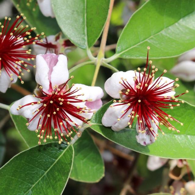 Feijoa - Acca Sellowiana Mammouth - Goyavier Du Brésil - Variété ...