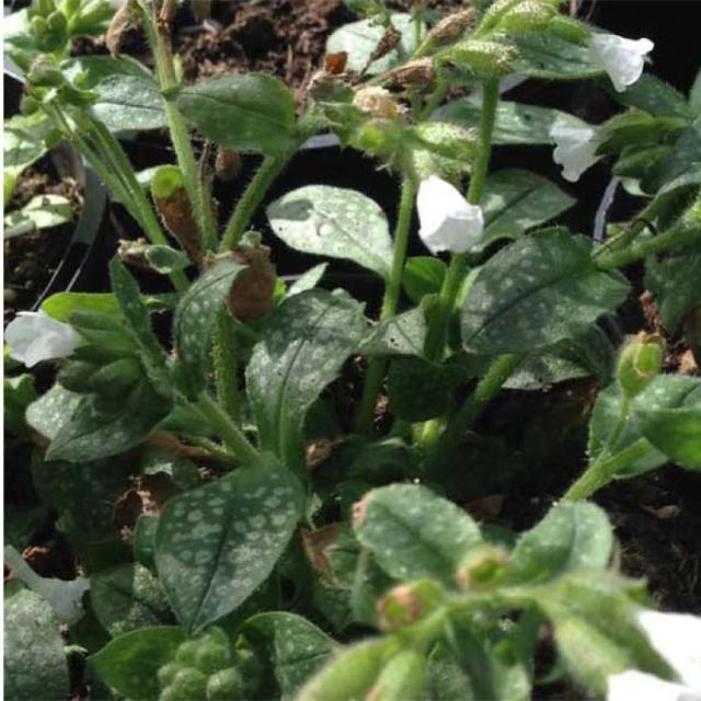 Pulmonaria Ice Ballet - Une pulmonaire aux fleurs blanc pur sur un ...