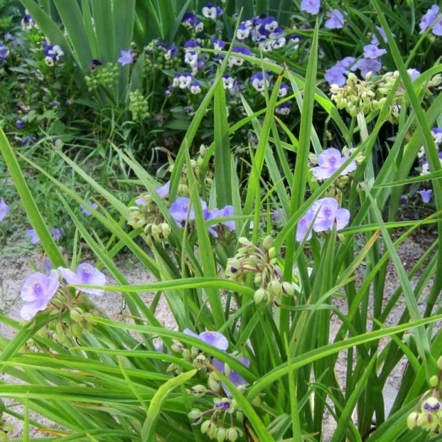 Tradescantia Andersoniana Little Doll Éphémère De Virginie à Fleurs Bleu Clair