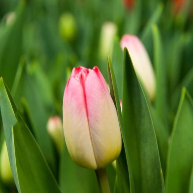 Tulipe Triomphe Supermodel Bulbe Aux Fleurs Blanc Panach De Rose