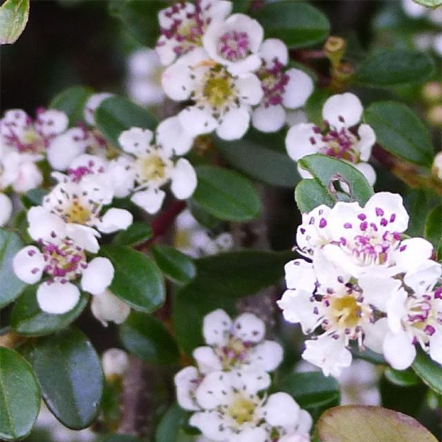 Cotoneaster Procumbens Queen Of Carpets Arbuste Couvre Sol Vert Foncé