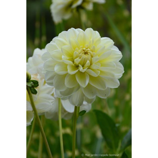 Dahlia Vanilla - Dahlia décoratif aux fleurs blanc ivoire.