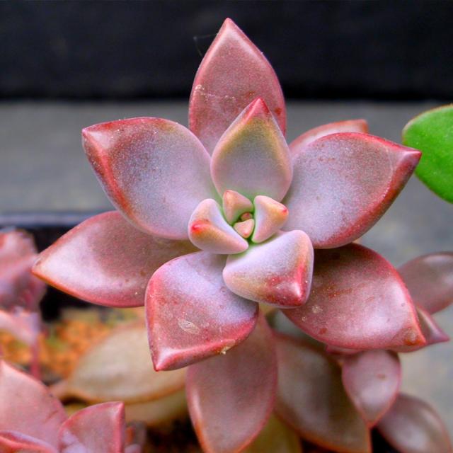 X Graptosedum Bronze Plante Grasse Retombante En Rosettes Bronze Dor