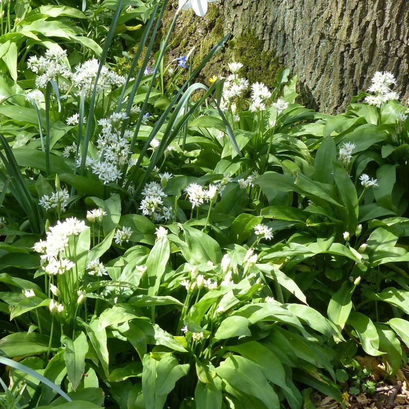 Ail Des Ours Allium Ursinum Graines Potag Res