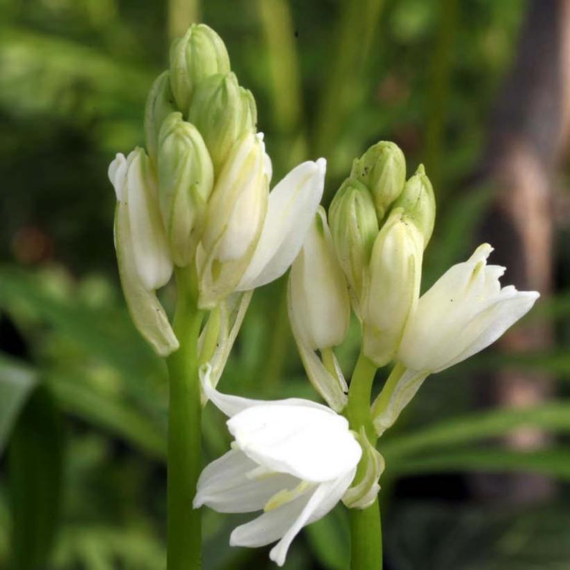 Hyacinthoïdes Non Scripta Alba Jacinthes Des Bois Blanche Scille