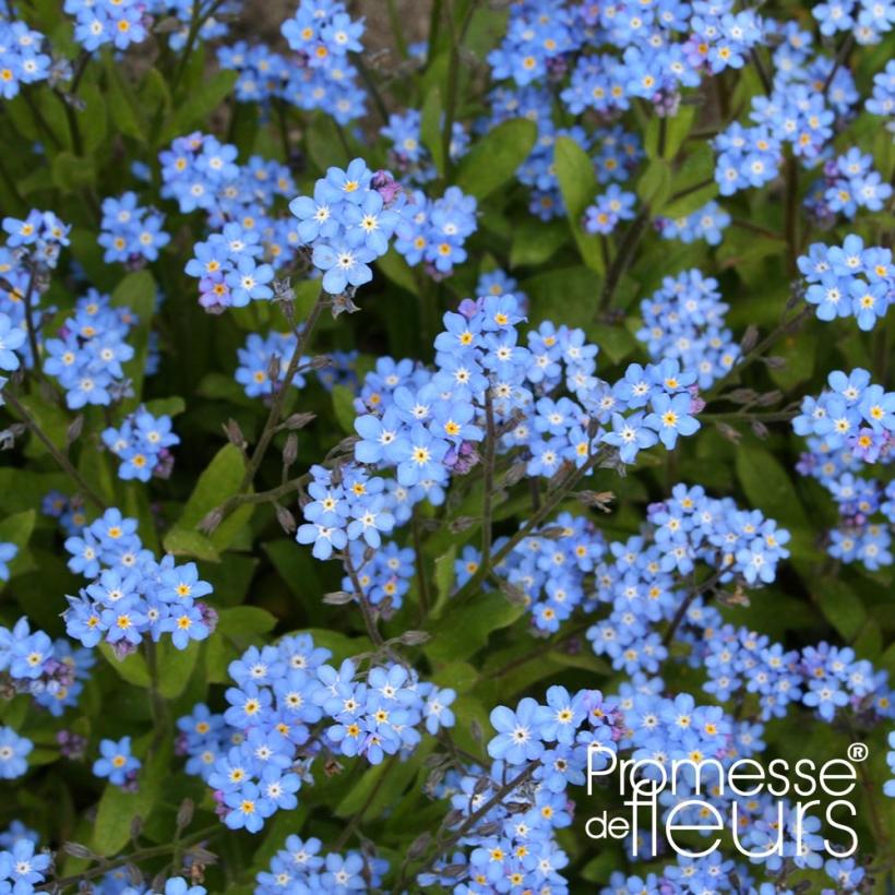 Myosotis sylvatica Savoie Blue Une variété précoce à fleurs bleu