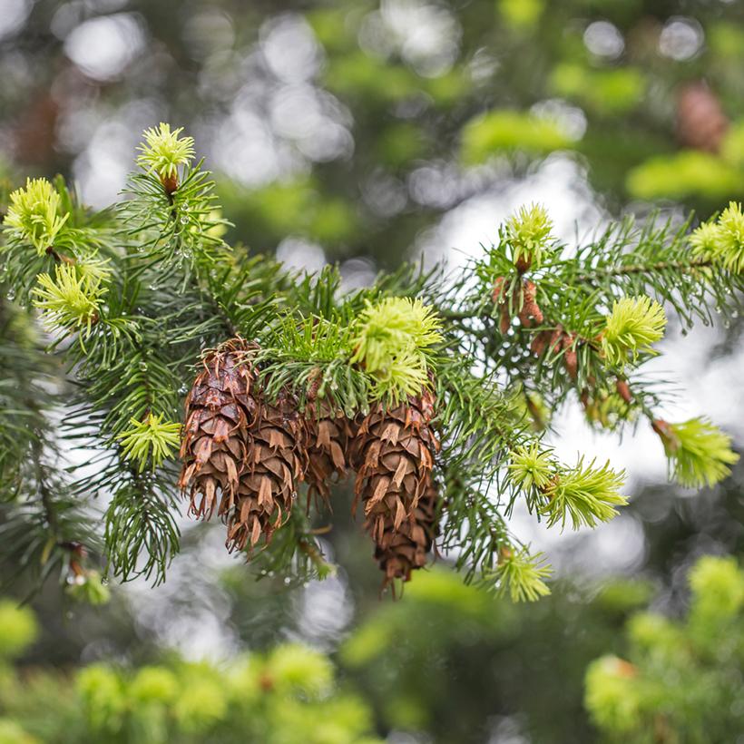 Pseudotsuga Menziesii Ou Douglasii Sapin Ou Pin Douglas De L Oregon