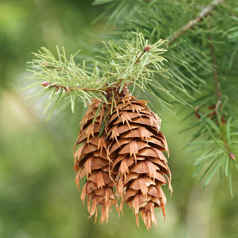 Pseudotsuga Menziesii Ou Douglasii Sapin Ou Pin Douglas De L Oregon Grand Conif Re